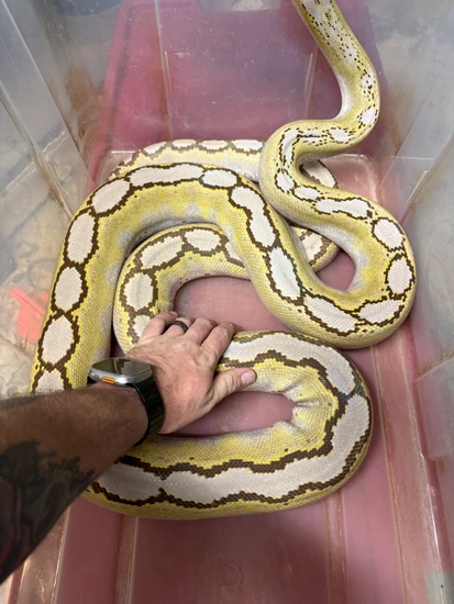 Moschino Platinum Retic Python Mocha Motley Platinum Reticulated Python by Dna Slithers & Critters