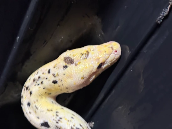 Multi Proven Anthrax Cow Reticulated Python by Dna Slithers & Critters