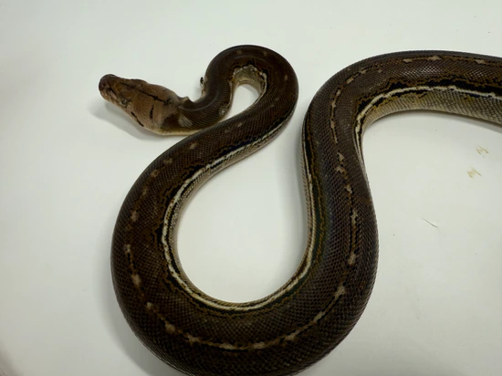 Anthrax Hogs Ph Purple Phase Albino (Dark Line) Reticulated Python by ...
