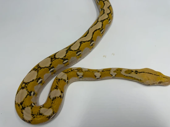 Lemonglow Carmel Mocha Reticulated Python by Dna Slithers & Critters
