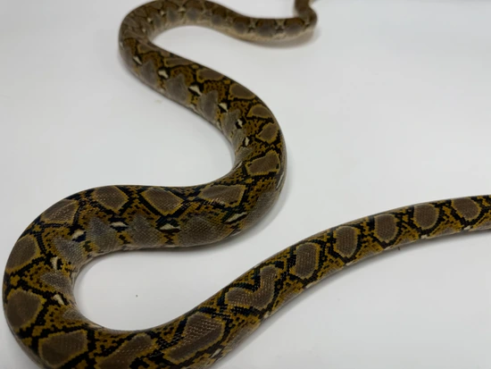 Normal Dhet Ghost Anthrax Reticulated Python by Dna Slithers & Critters
