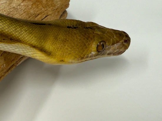 Super Tiger Ph Anthrax Ogs Reticulated Python by Dna Slithers & Critters