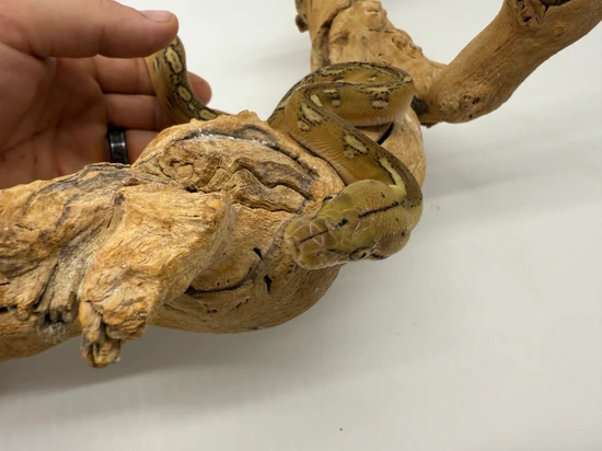 25% Selayer Phantom Sunfire Platinum Reticulated Python by Dna Slithers ...