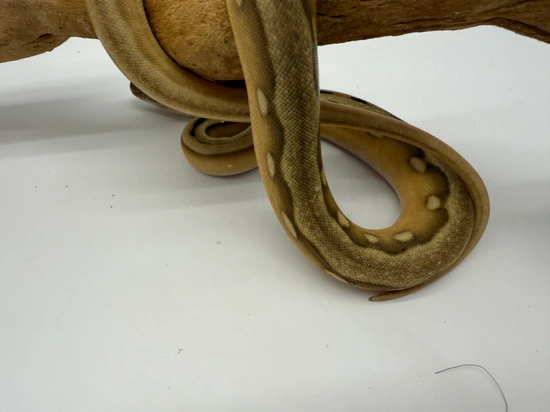 12.5% Selayer Platinum Suntiger Reticulated Python by Dna Slithers ...