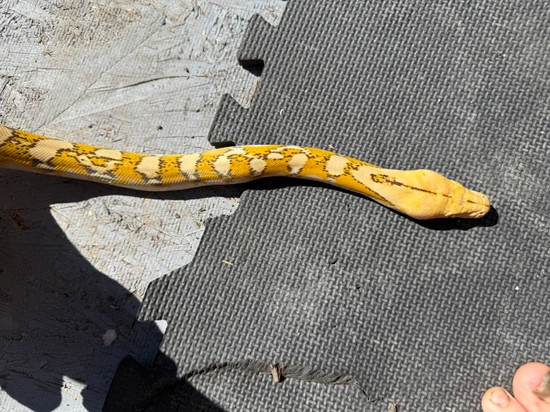 Carmel Mocha Lemonglow Reticulated Python by Dna Slithers & Critters