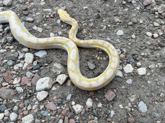 50% Kalatoa 6.25 Jampea Purple Snow Reticulated Python by Dna Slithers ...