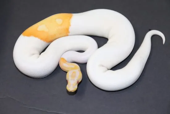Dreamsicle Ball Python by DNJ Pythons