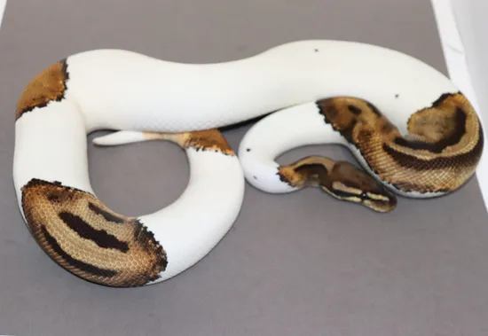 Nico Pied Ph Lav Ball Python by DNJ Pythons