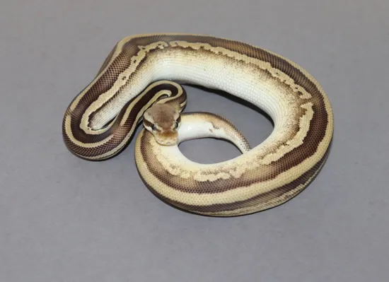 Leopard Nico Mojave OD 66% Het Pied Ph Lav Ball Python by DNJ Pythons
