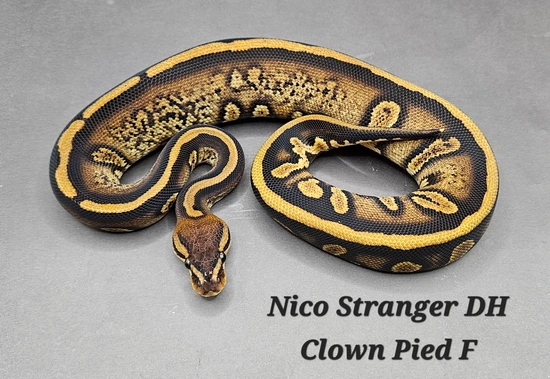 Nico Stranger DH Clown Pied Ball Python by DNJ Pythons