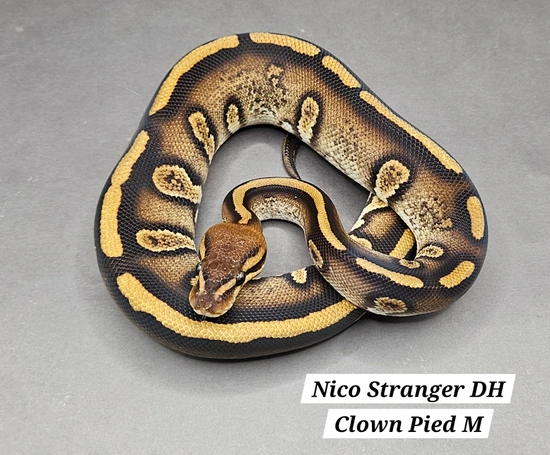 Nico Stranger DH Clown Pied Ball Python by DNJ Pythons