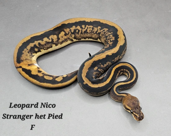 Leopard Nico Stranger Het Pied Ball Python by DNJ Pythons