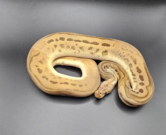Pastel Leopard Clown Ball Python by DNJ Pythons