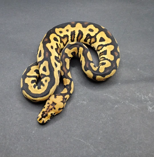 Nico Spotnose Clown 50 % Het Pied Ball Python by DNJ Pythons