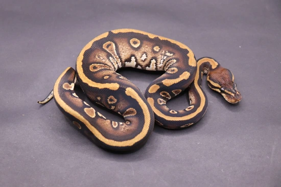 Stranger Het Pied 50% Het Clown Ball Python by DNJ Pythons