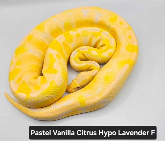 Pastel Vanilla Citrus Hypo Lavender Albino Group Ball Python by DNJ Pythons