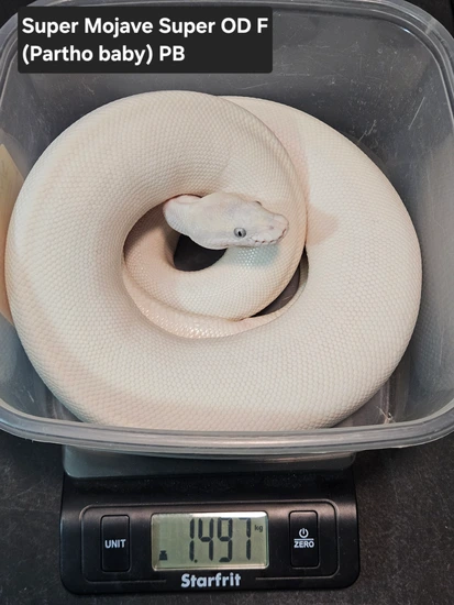 Super Mojave Super Orange Dream Ball Python by DNJ Pythons
