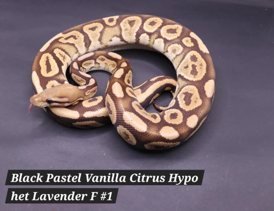 Black Pastel Vanilla Citrus Hypo Het Lavender Ball Python by DNJ Pythons