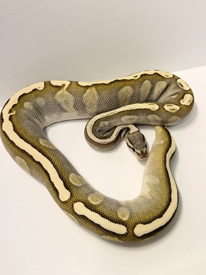 Lesser GHI Fire 66% Het Clown 50% Het DG Ball Python by La Arte