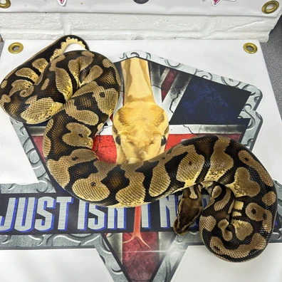 Pastel YB Het Pied Ball Python - female for sale from Just Isn’t Normal