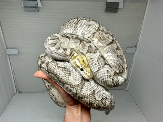 Bamboo Ball Python by Good Guy Reptile Family