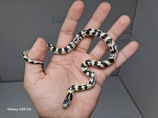 Aberrant California Kingsnake by Good Guy Reptile Family