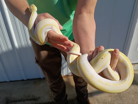 Yearling Reticulated Python Yearling COW *Video Added* Reticulated Python by Good Guy Reptile Family