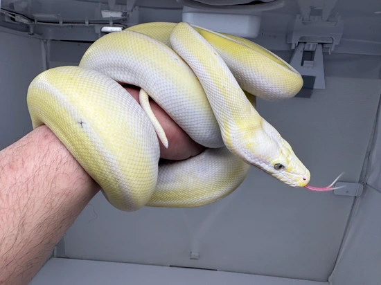 Yearling Reticulated Python Awesome Cow Yearling Male (Check Out Video) Reticulated Python by Good ...