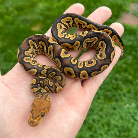 GHI Yellowbelly Clown Ball Python by Ball Farm