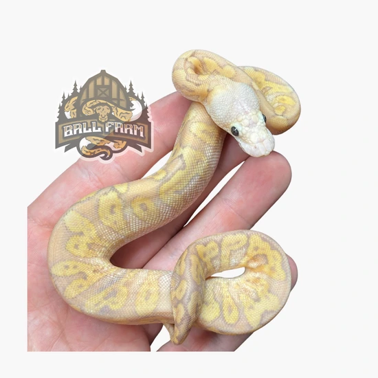 Super GHI Pastel Banana Clown Ball Python by Ball Farm
