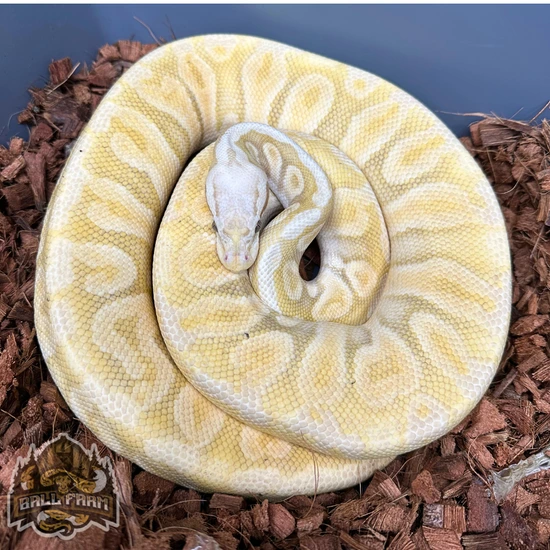 PROVEN Super Pastel Banana GHI Het Clown Ball Python by Ball Farm