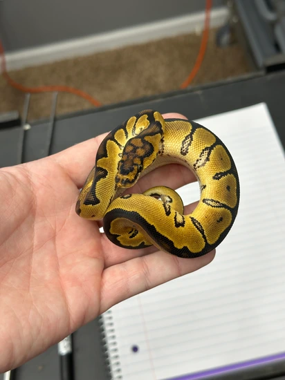 Clown Ball Python by Ball Farm