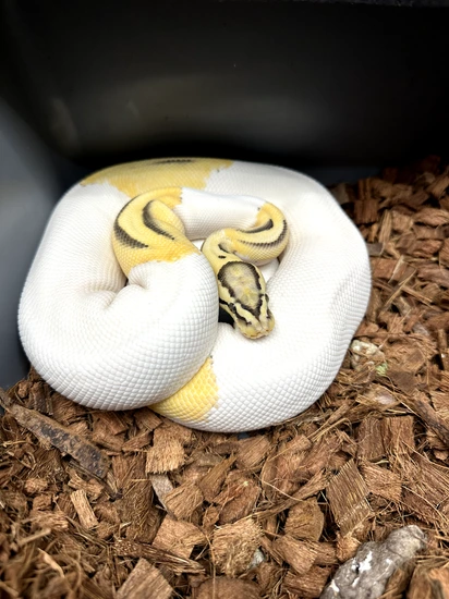 DG Clown Pied Group! Ball Python by Ball Farm
