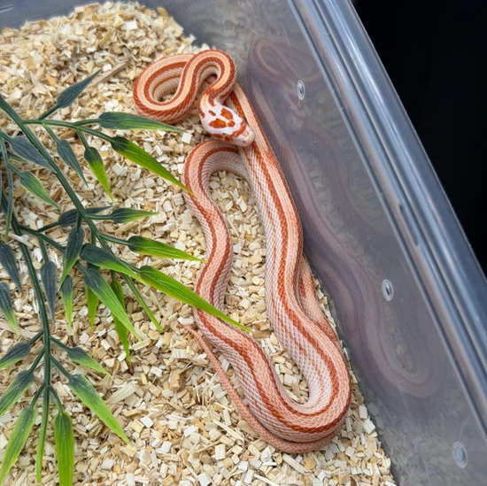 Miami Amel Stripe Corn Snake by Ball Farm