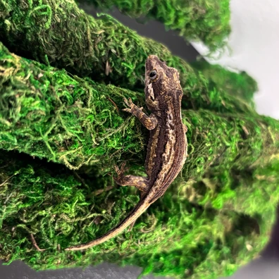 Dorsal Stripe Gargoyle Geckos For Sale | MorphMarket