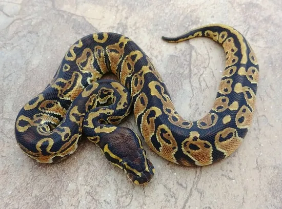 Double Bell Python Stock Blitz Ball Python by Double D Pythons