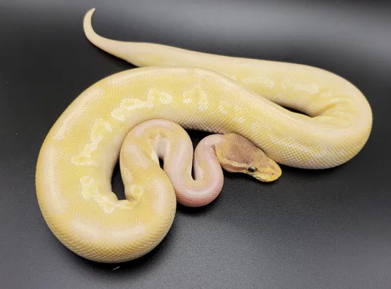 Double Bell Python Stock Black Pastel Crystal Poss YB Ball Python by Double D Pythons