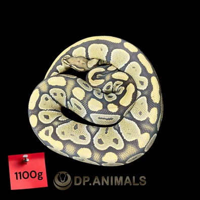 Hypo Het Puzzle Ball Python - female for sale from DP Animals