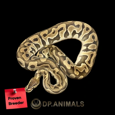 Puzzle Het Dg Ball Python - male for sale from DP Animals