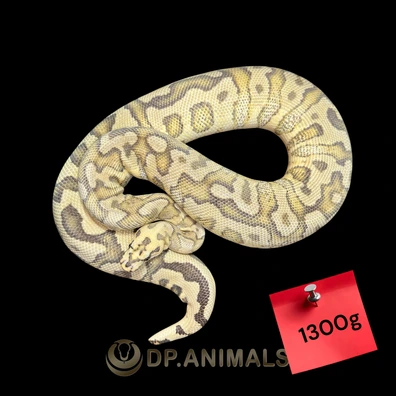 Clown Stranger Redstripe Spotnose Fire Ball Python - female for sale from DP Animals