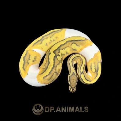 Hypo Pied DH Ultramel Clown Ball Python - male for sale from DP Animals