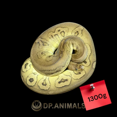 Clown Cypress (GHI) Black Pastel Ball Python - female for sale from DP Animals