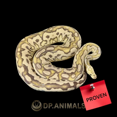 Clown Redhead Redstripe Black Pastel Spotnose Fire Ball Python - female for sale from DP Animals