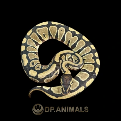 Het Puzzle Het Dg Het Hypo Ball Python - female for sale from DP Animals