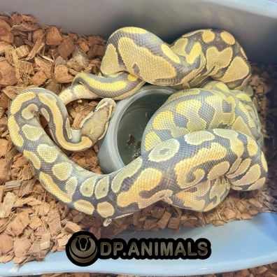 YB Hypo Het DG Het Puzzle Ball Python - male for sale from DP Animals