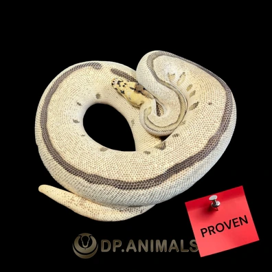 Clown OD YB Leo Fire Het Pied Ball Python - female for sale from DP Animals
