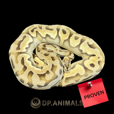 Puzzle Super OD Weirdo Pastel Ball Python - female for sale from DP Animals