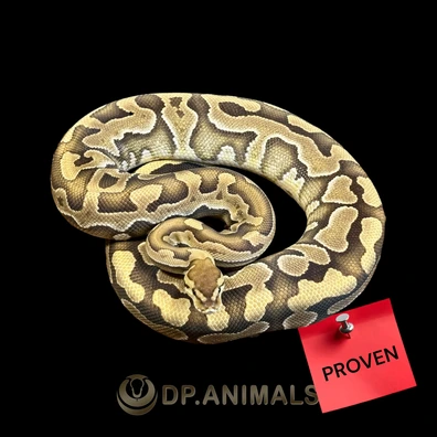 Puzzle Mystic Het Dg Ball Python - female for sale from DP Animals
