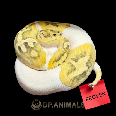 DG Clown Pied Ball Python - female for sale from DP Animals