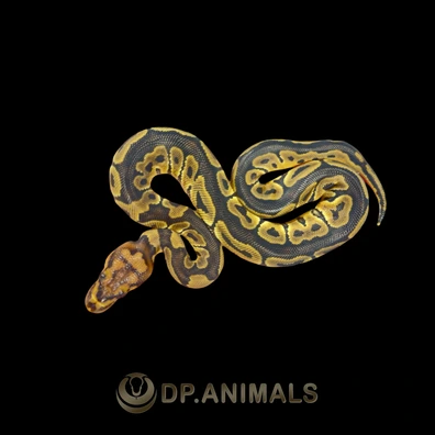 Clown Het Monarch Ball Python - female for sale from DP Animals